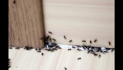 تفسير رؤية النمل على الحائط في المنام للعزباء والمتزوجة لأشهر المفسرين