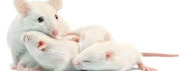 تفسير حلم الفئران الصغيرة في البيت