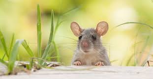 هل الفأر في المنام سحر