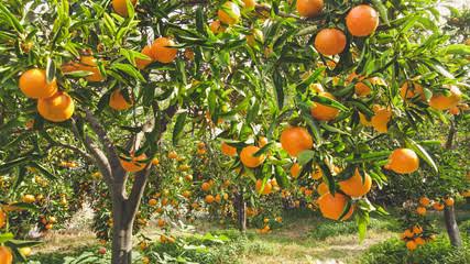أشجار البرتقال في الحلم